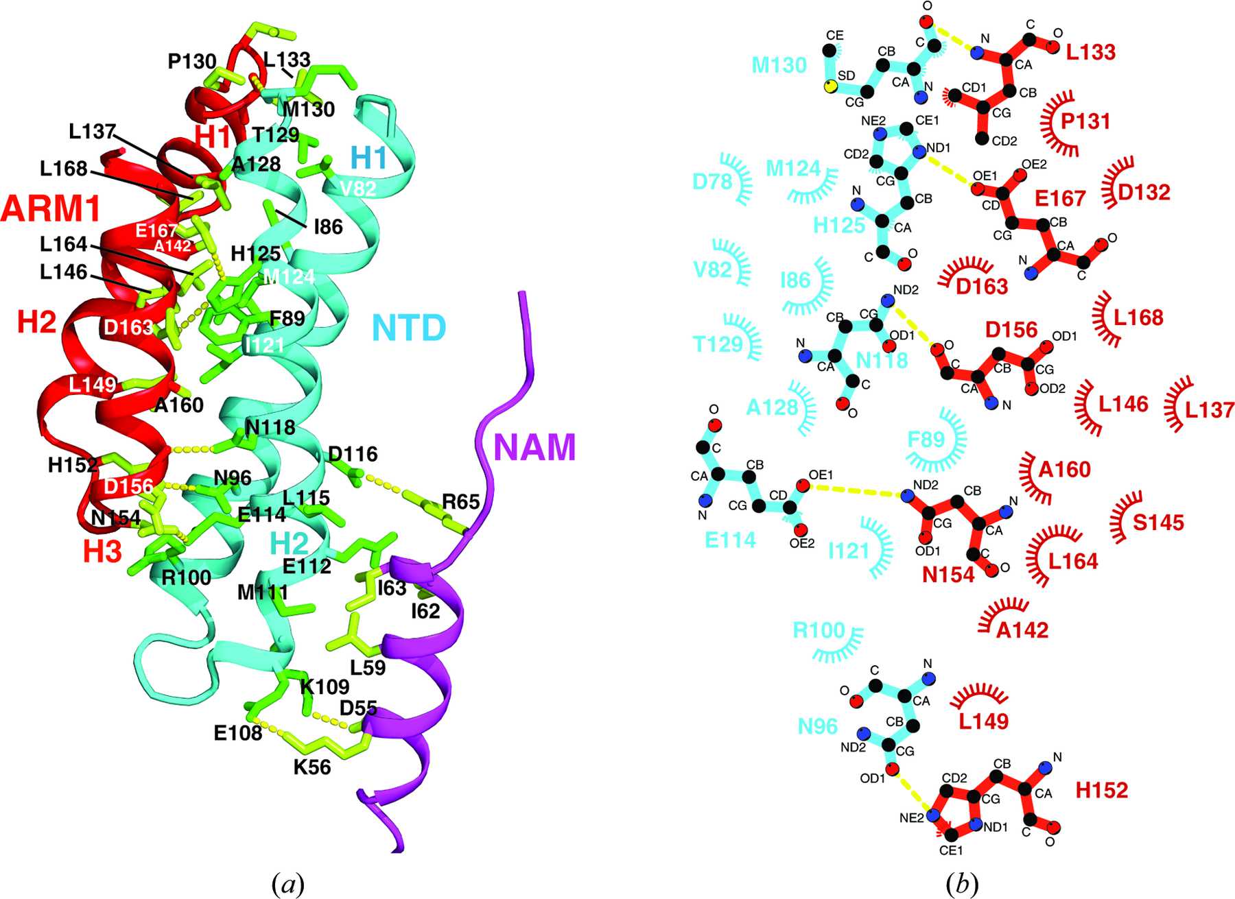 (IUCr) The structure of full-length human CTNNBL1 reveals a distinct ...