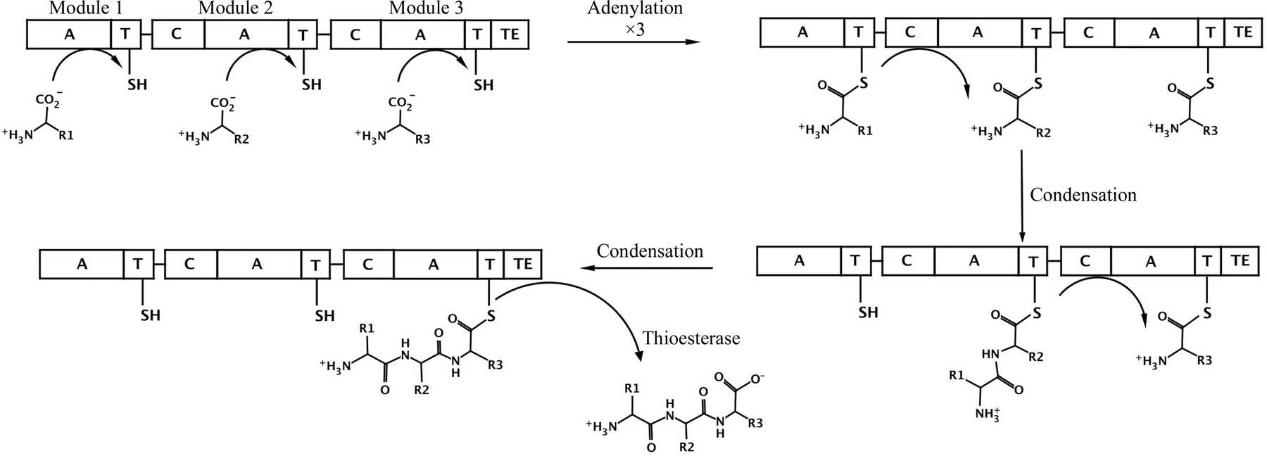 Nrps Module (IUCr) Structure determination of the functional domain interaction of ...
