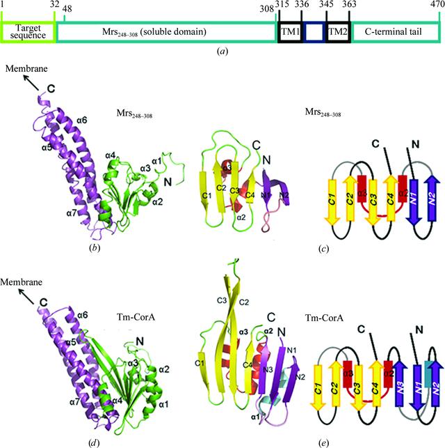 (IUCr) Structural and functional characterization of the N-­terminal ...
