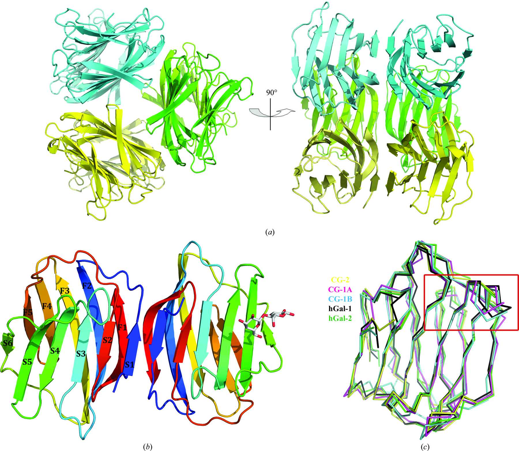 (IUCr) Fine-tuning of prototype chicken galectins: structure of CG-2 ...