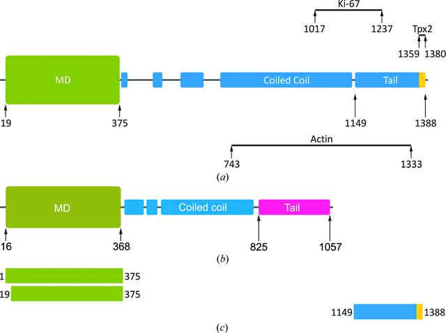 [Figure 1]