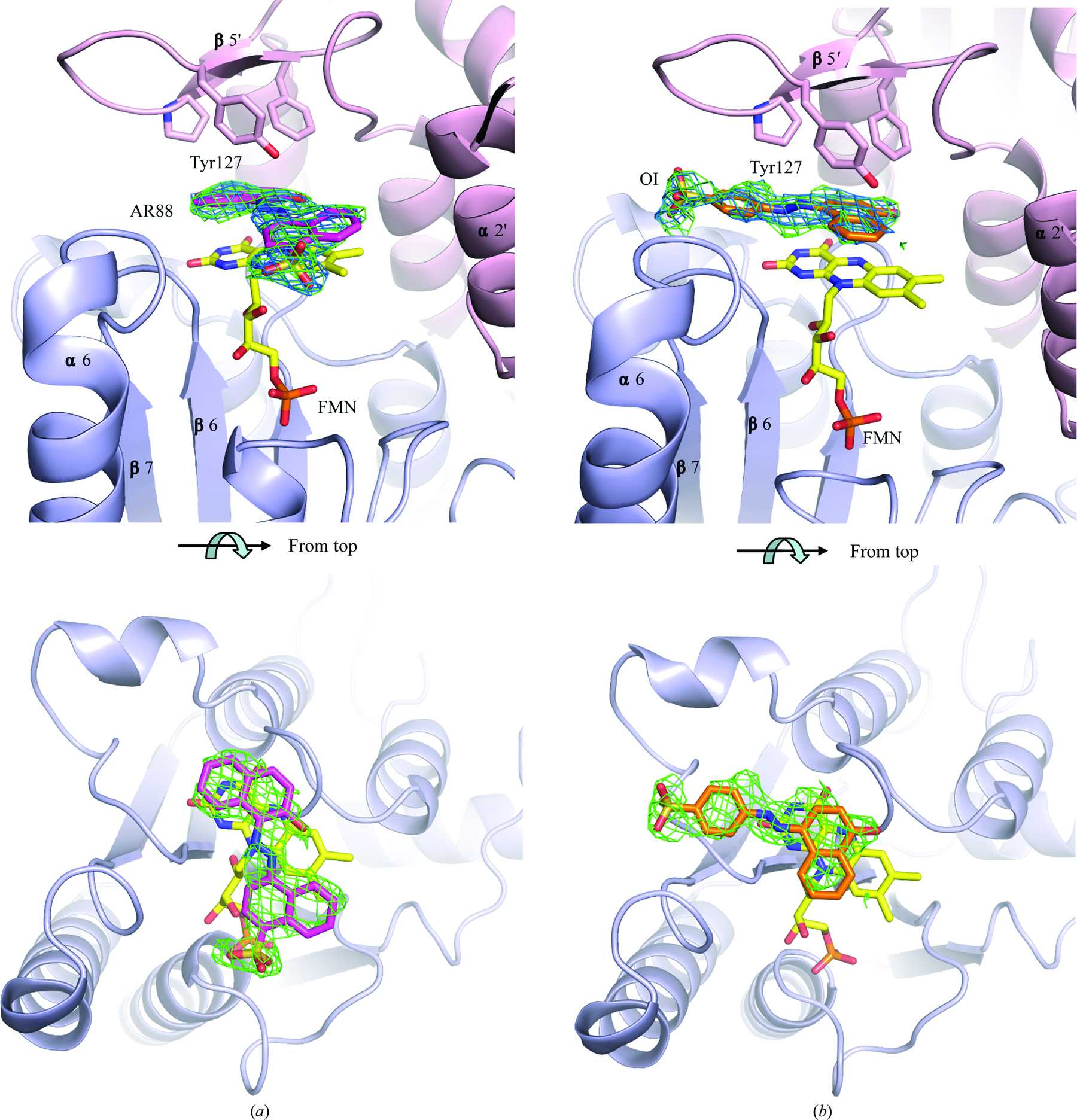 (IUCr) Structures of AzrA and of AzrC complexed with substrate or ...