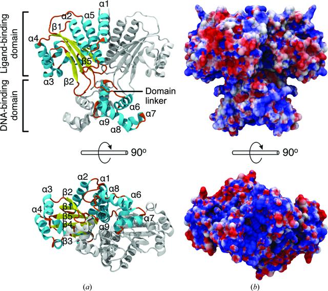 (IUCr) Structural insights into the molecular mechanism of Escherichia ...