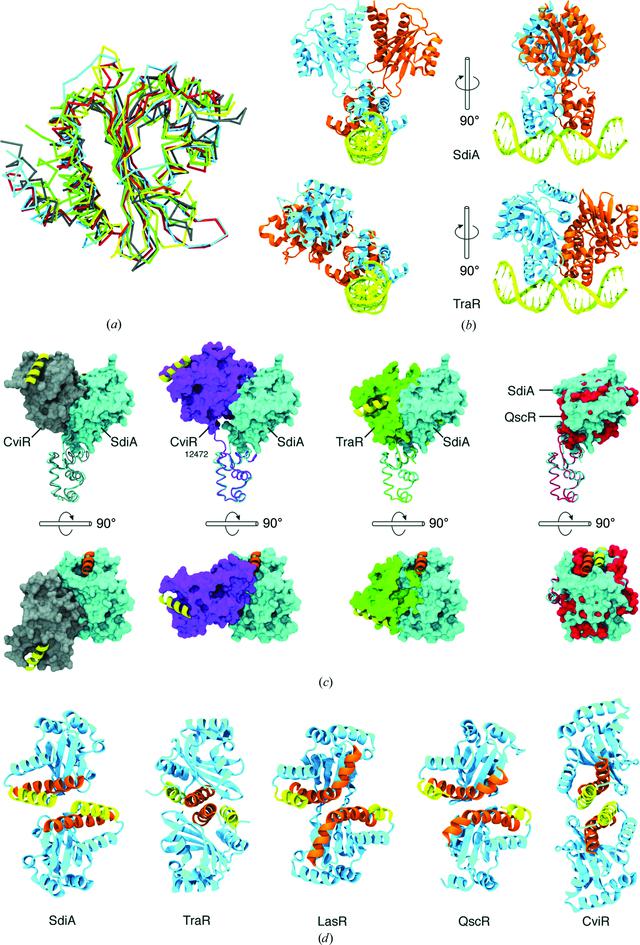(IUCr) Structural insights into the molecular mechanism of Escherichia ...