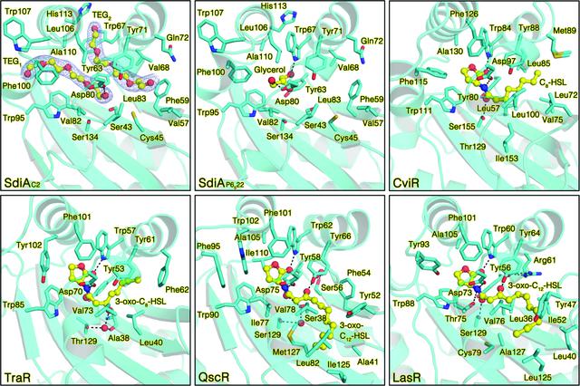 (IUCr) Structural insights into the molecular mechanism of Escherichia ...