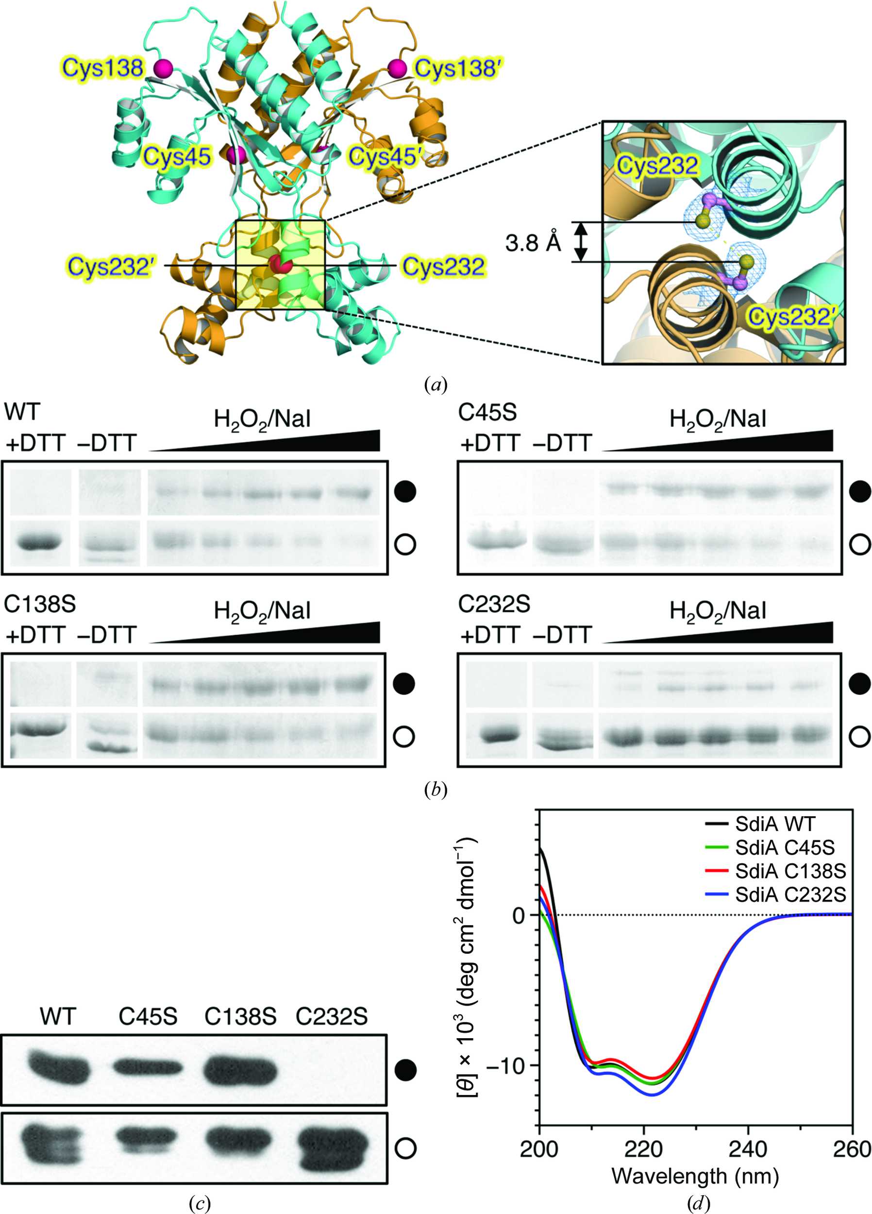 (IUCr) Structural insights into the molecular mechanism of Escherichia ...