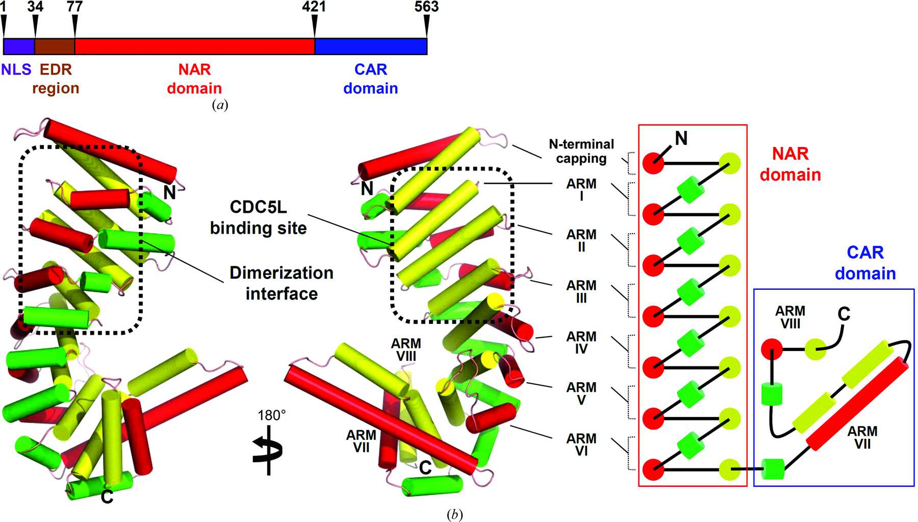 (IUCr) Structural insights into the novel ARM-repeat protein CTNNBL1 ...