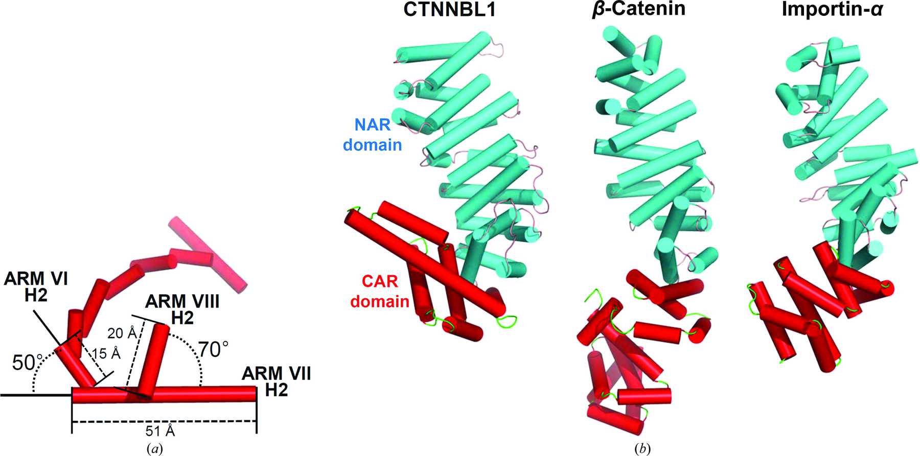 (IUCr) Structural insights into the novel ARM-repeat protein CTNNBL1 ...