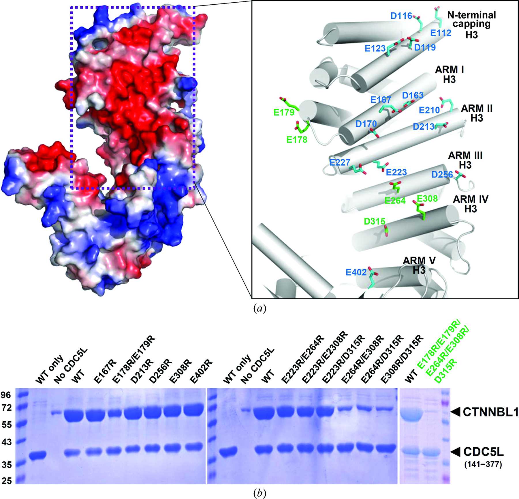 (IUCr) Structural insights into the novel ARM-repeat protein CTNNBL1 ...