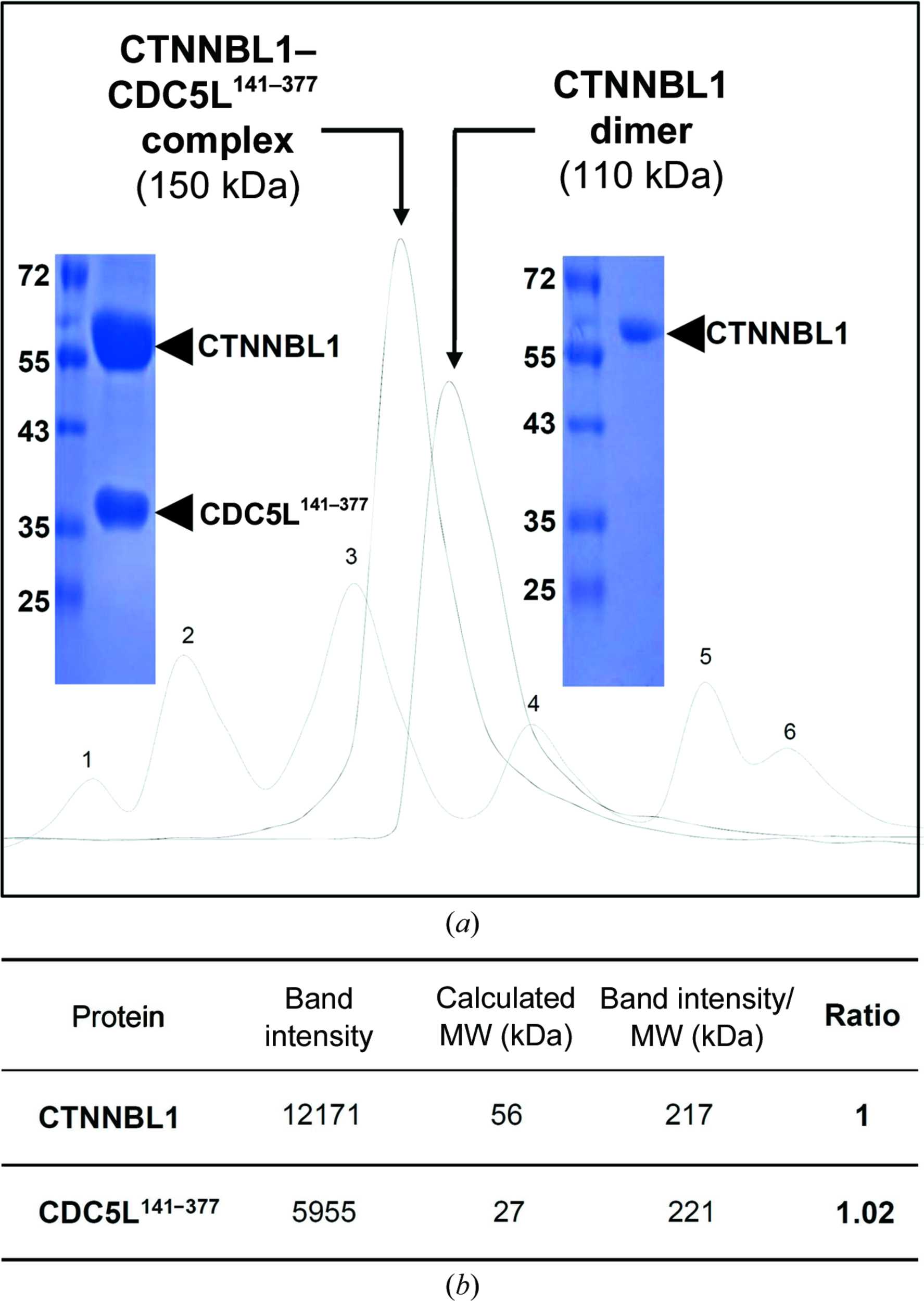 (IUCr) Structural insights into the novel ARM-repeat protein CTNNBL1 ...