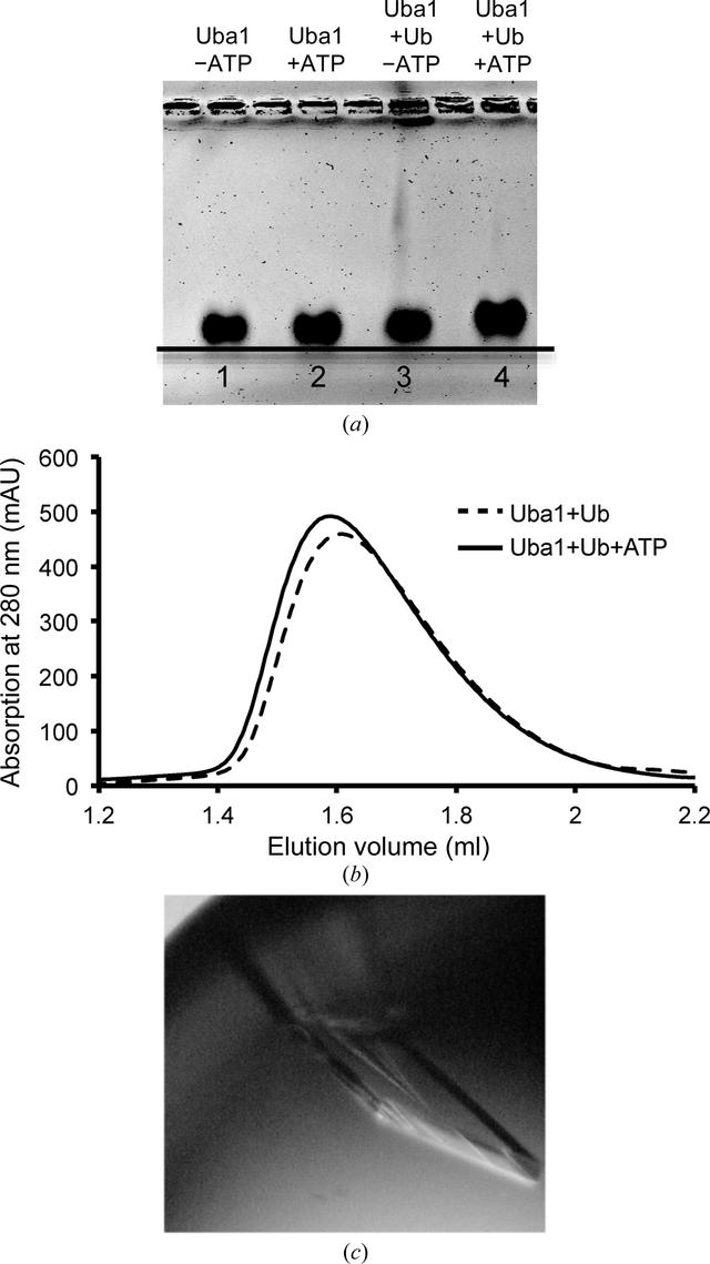 [Figure 1]