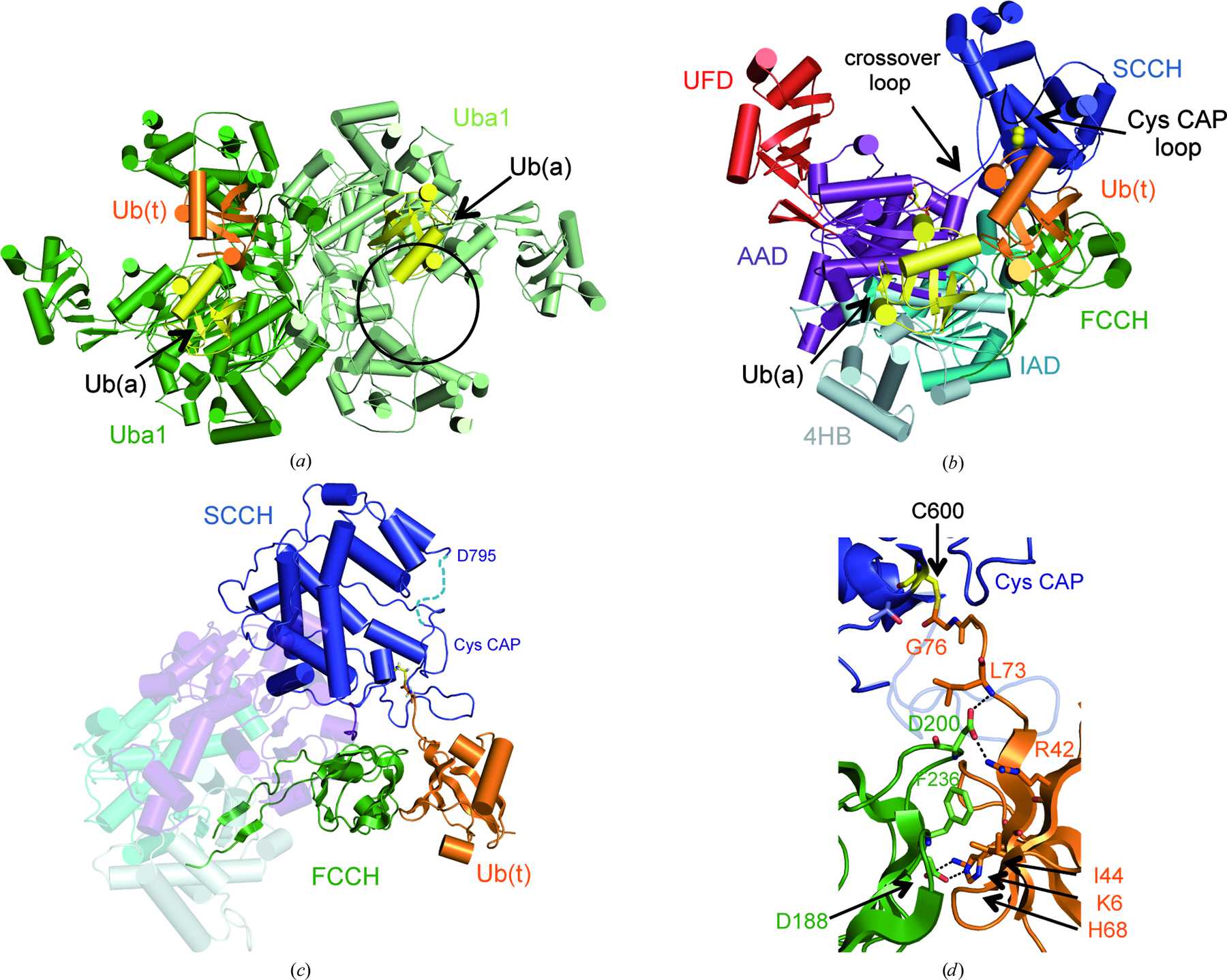 Iucr Structure Of The Ubiquitin Activating Enzyme Loaded With Two Ubiquitin Molecules