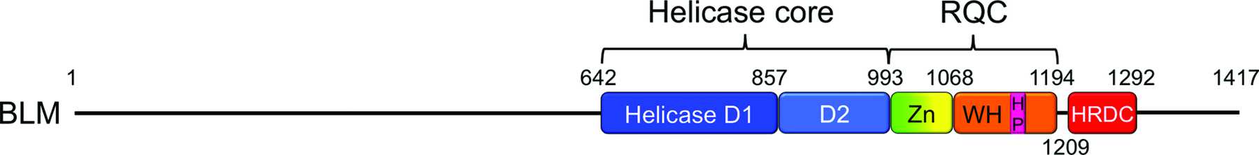 (IUCr) Structure of human Bloom's syndrome helicase in complex with ADP ...