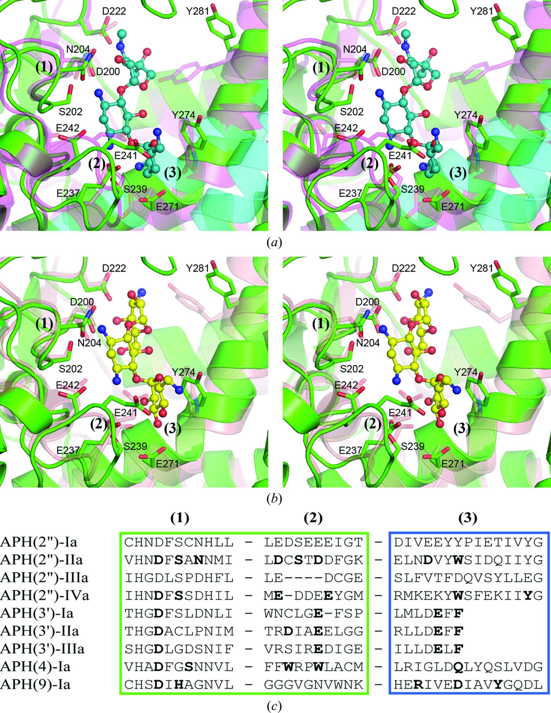 (IUCr) Structure Of The Phosphotransferase Domain Of The Bifunctional ...