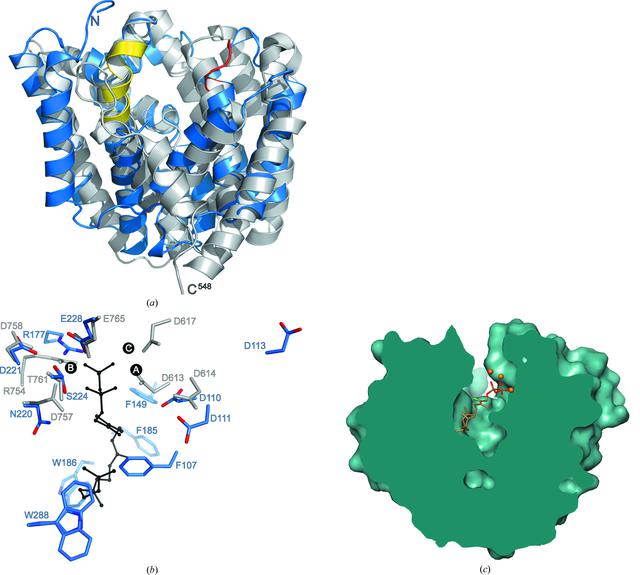 (IUCr) The first structure of a bacterial diterpene cyclase: CotB2