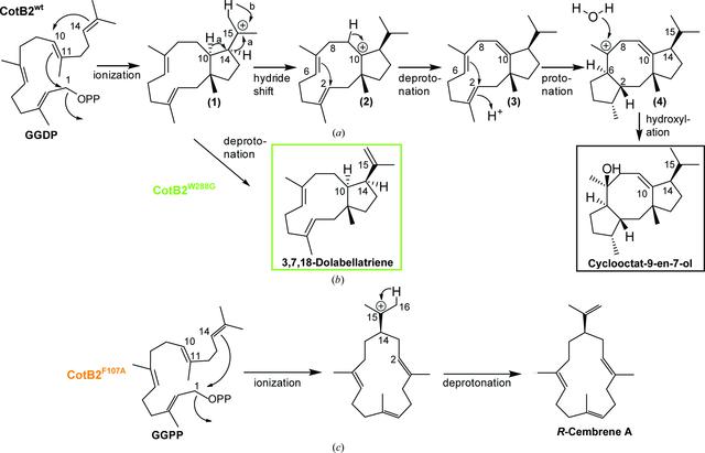 [Figure 4]