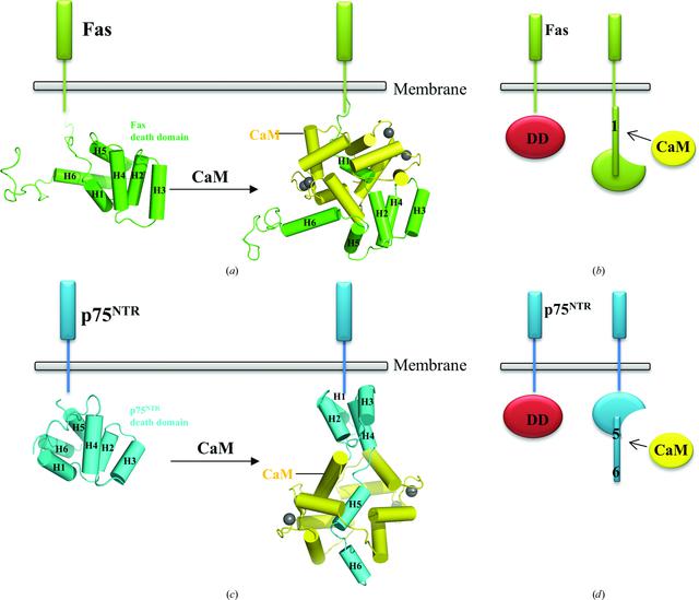 (IUCr) Structural insights into the mechanism of calmodulin binding to ...