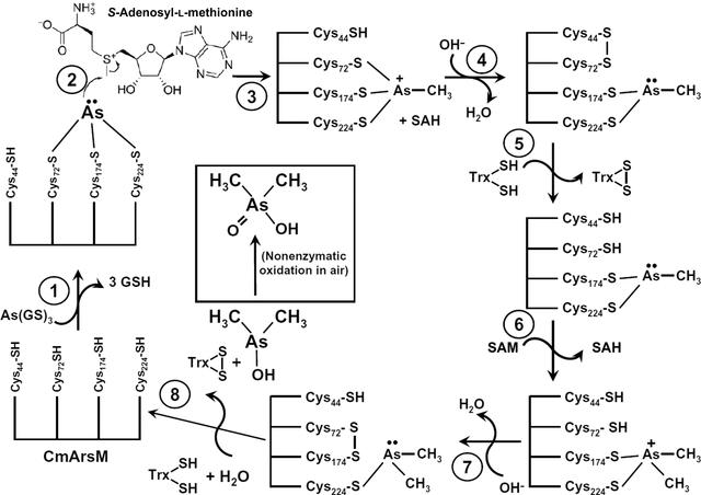 [Figure 7]