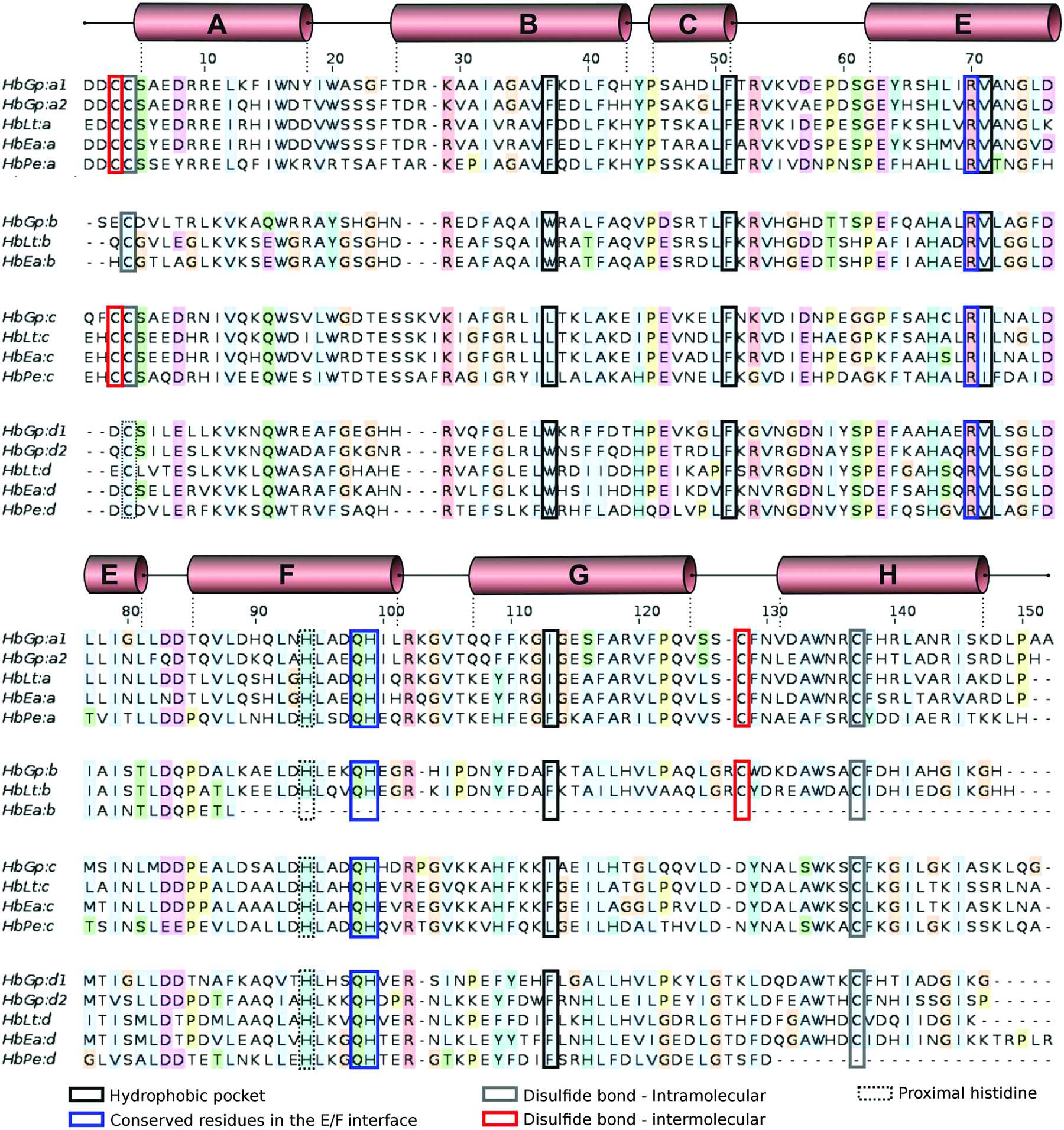 (IUCr) The structure of the giant haemoglobin from Glossoscolex paulistus
