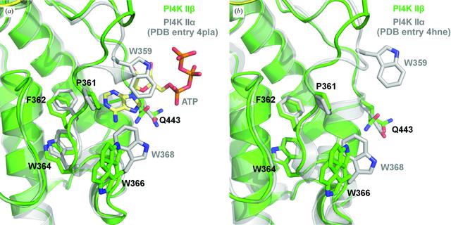 (IUCr) The high-resolution crystal structure of phosphatidylinositol 4 ...