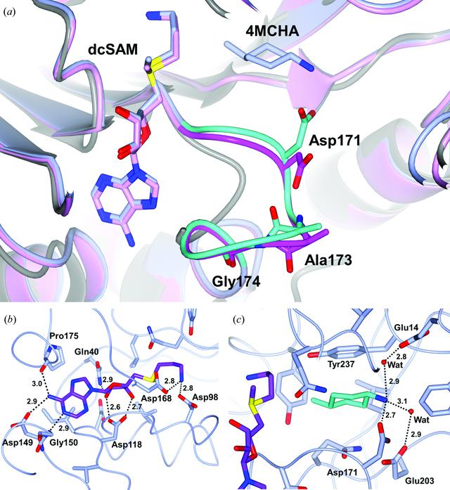 (IUCr) Structural insights into the novel inhibition mechanism of ...