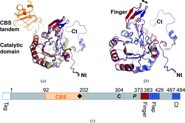 (IUCr) Crystallographic studies of two variants of Pseudomonas ...