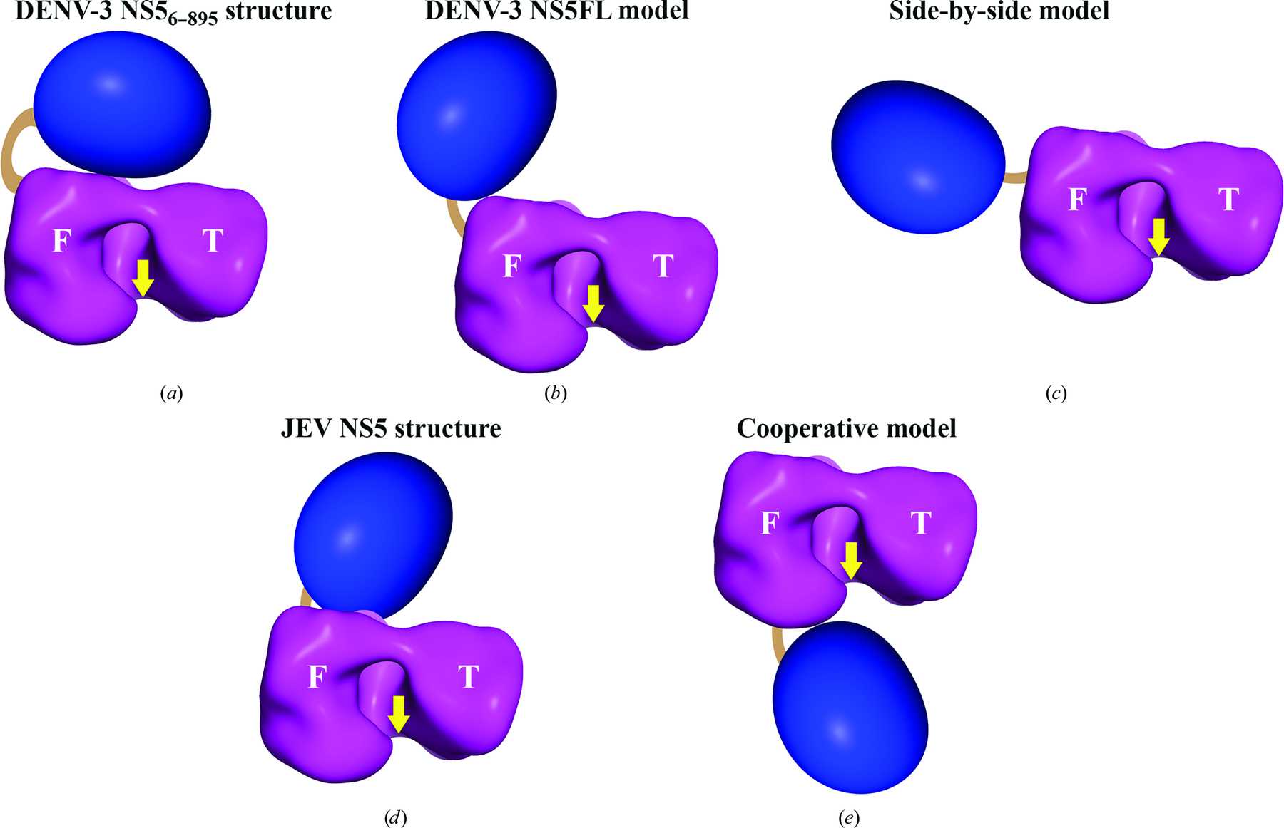 Iucr Structural Insight And Flexible Features Of Ns5 Proteins From All Four Serotypes Of 5136