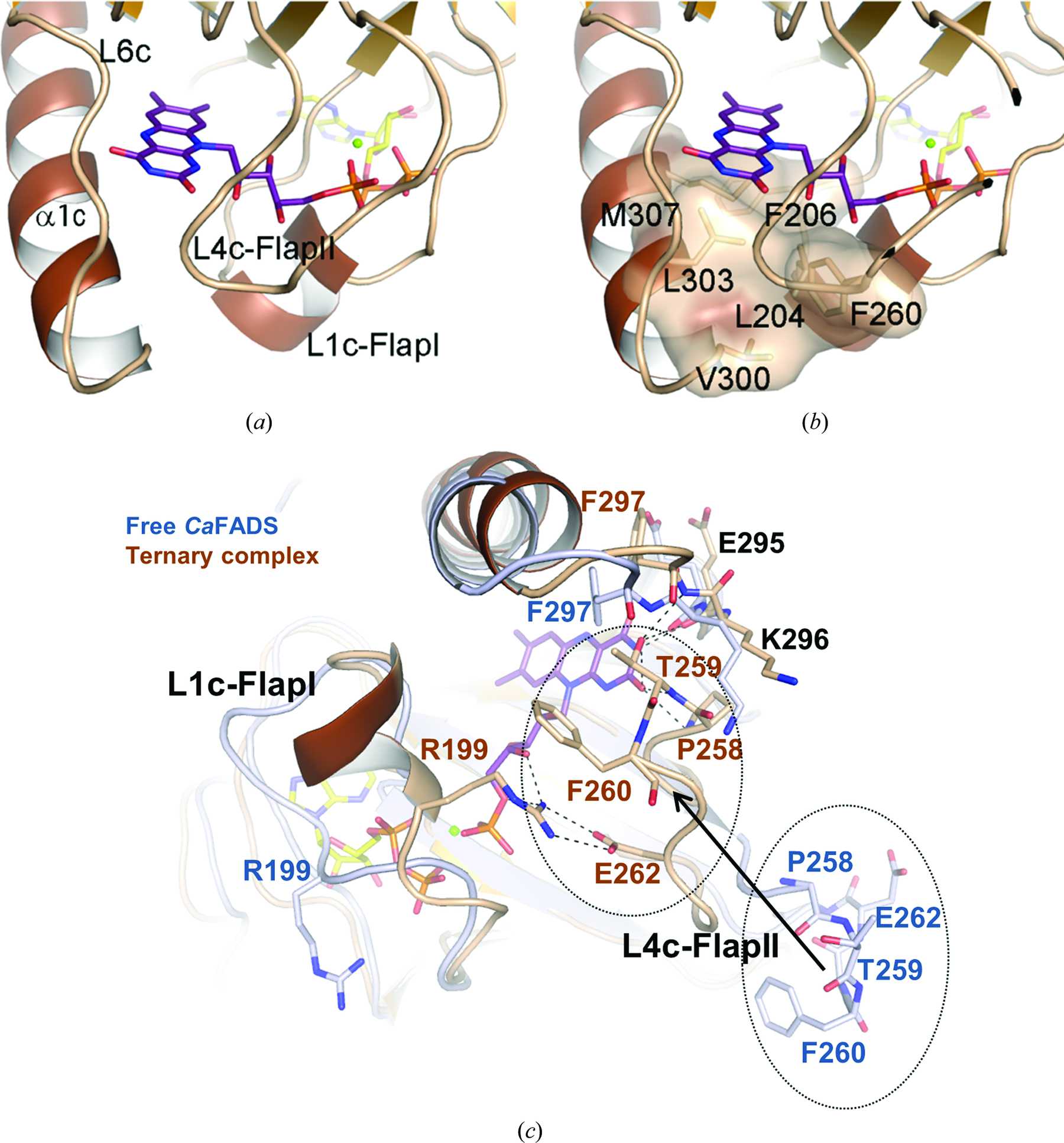 (IUCr) Structural insights into the synthesis of FMN in prokaryotic ...