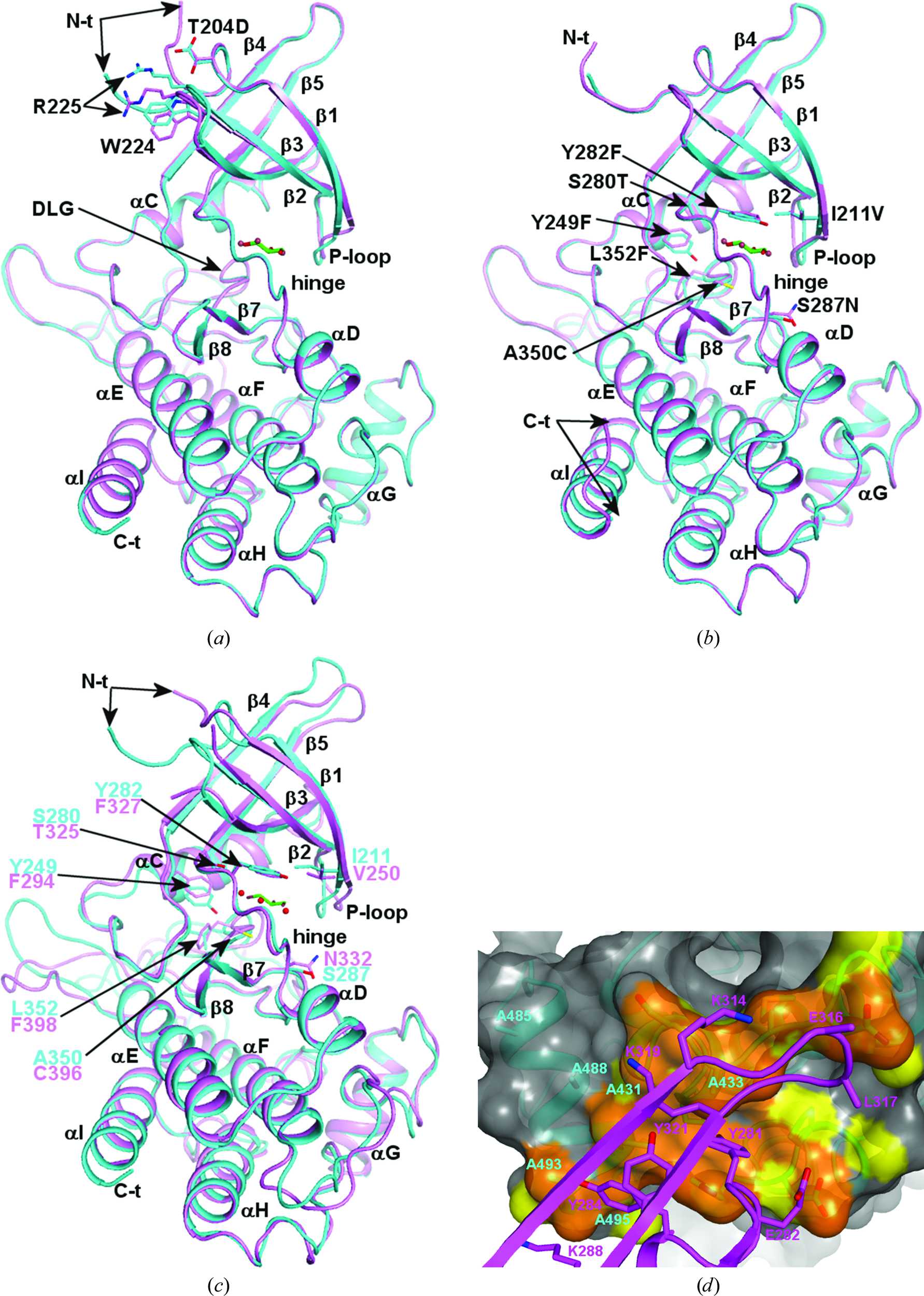 (IUCr) Crystal Structures Of Apo And Inhibitor-bound TGF β R2 Kinase ...