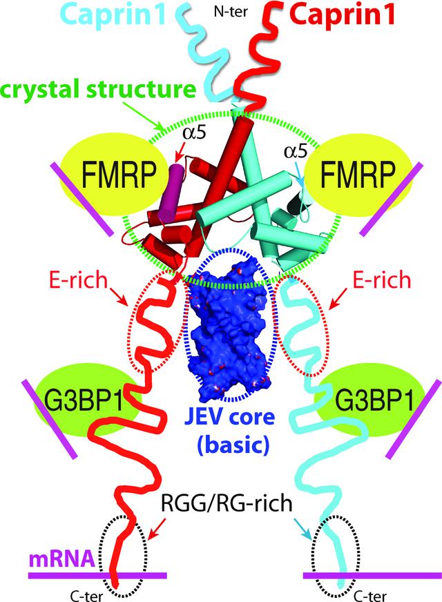 [Figure 6]