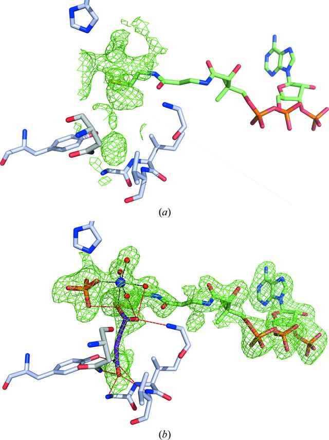 (IUCr) Structural Basis For The Binding Of Succinate To Succinyl-CoA ...