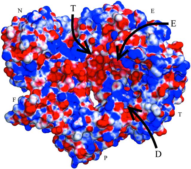 (IUCr) Structure of the family B DNA polymerase from the ...