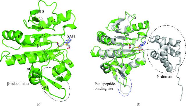 (IUCr) Structural basis for the regulation of chemotaxis by MapZ in the ...