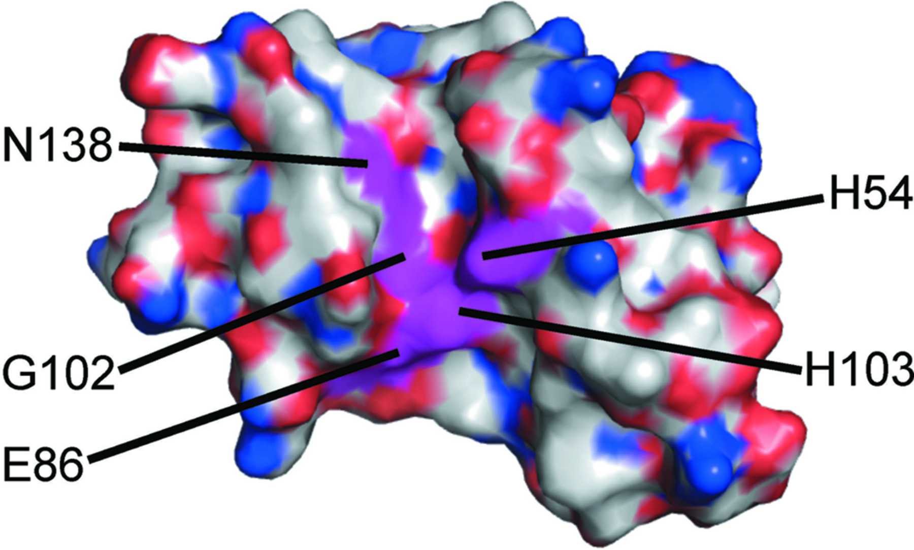 (IUCr) Structural insights into the interaction of the conserved ...