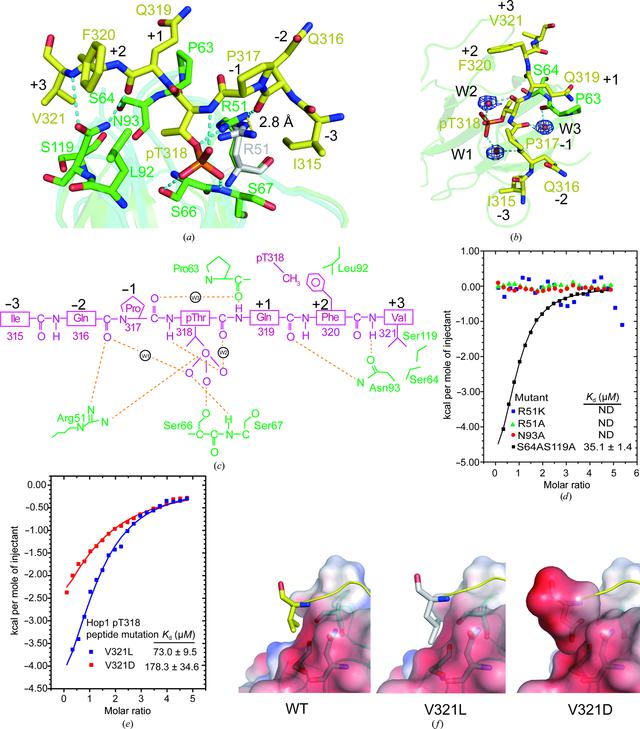(IUCr) Structural insights into the recognition of phosphorylated Hop1 ...