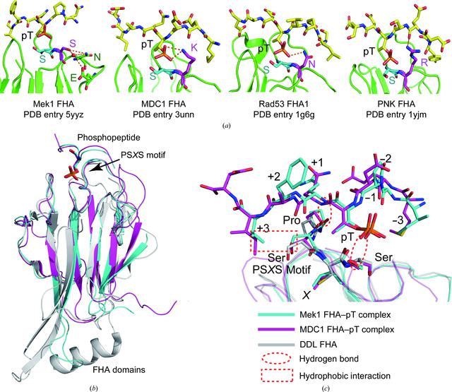 (IUCr) Structural insights into the recognition of phosphorylated Hop1 ...