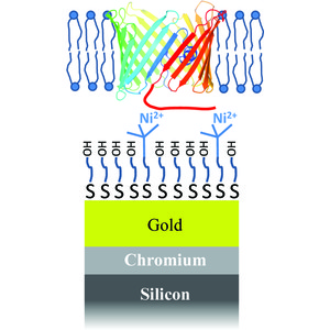 Iucr Structure Of Voltage Dependent Anion Channel Tethered Bilayer Lipid Membranes Determined Using Neutron Reflectivity