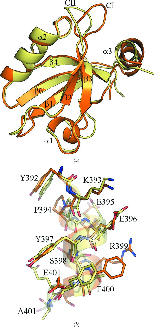 (IUCr) Conformational changes in the third PDZ domain of the neuronal ...