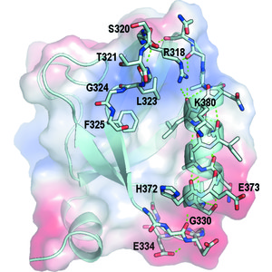 (IUCr) Conformational changes in the third PDZ domain of the neuronal ...