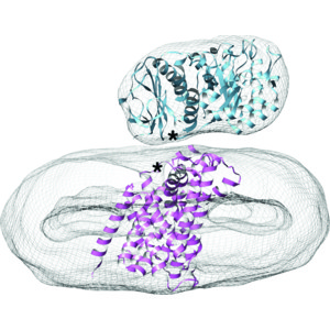 Iucr Lat1 Slc7a5 And Cd98hc Slc3a2 Complex Dynamics Revealed By Single Particle Cryo Em - purrple catto roblox amino