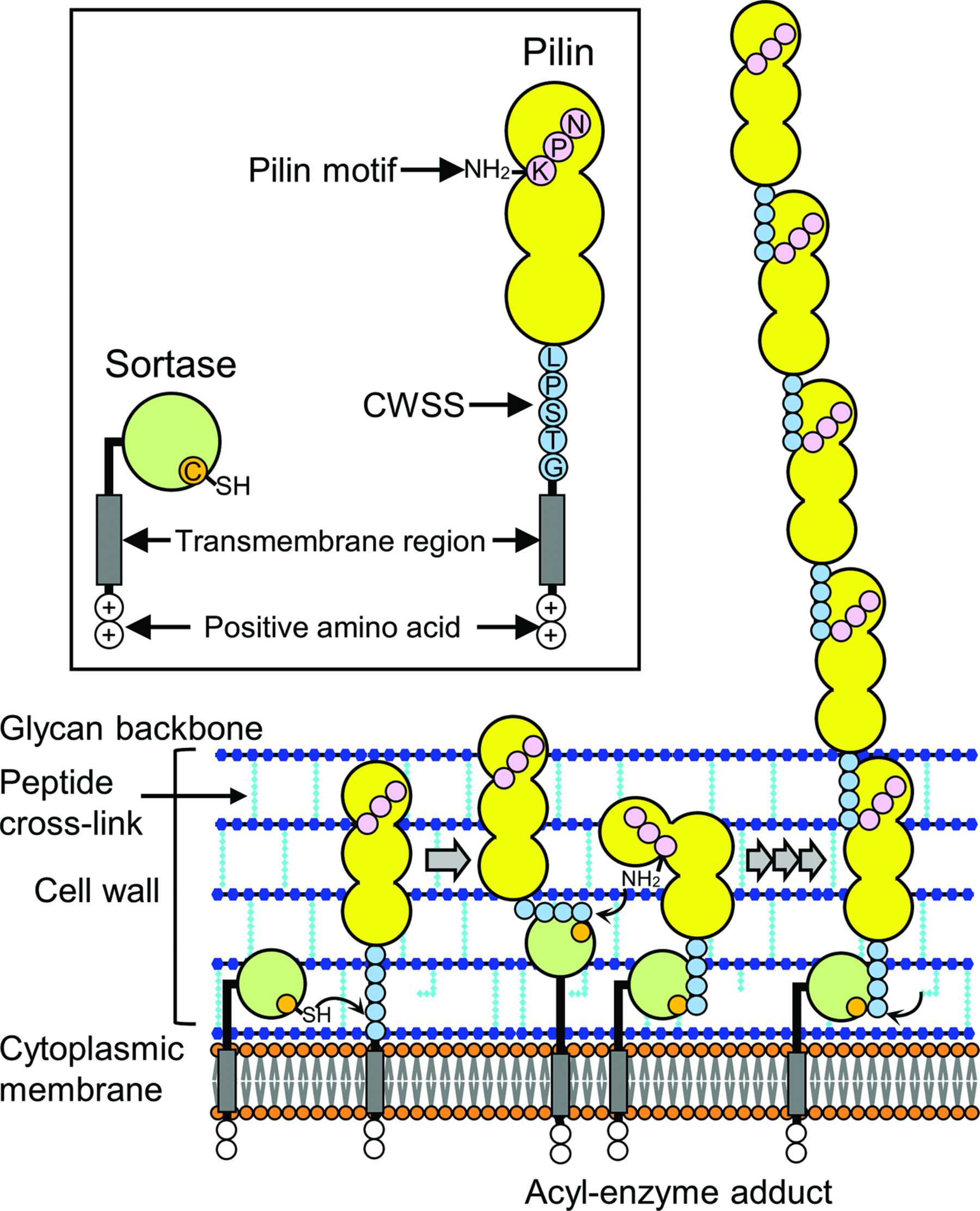 Pili Structure Simple (IUCr) Structures of major pilins in Clostridium perfringens ...