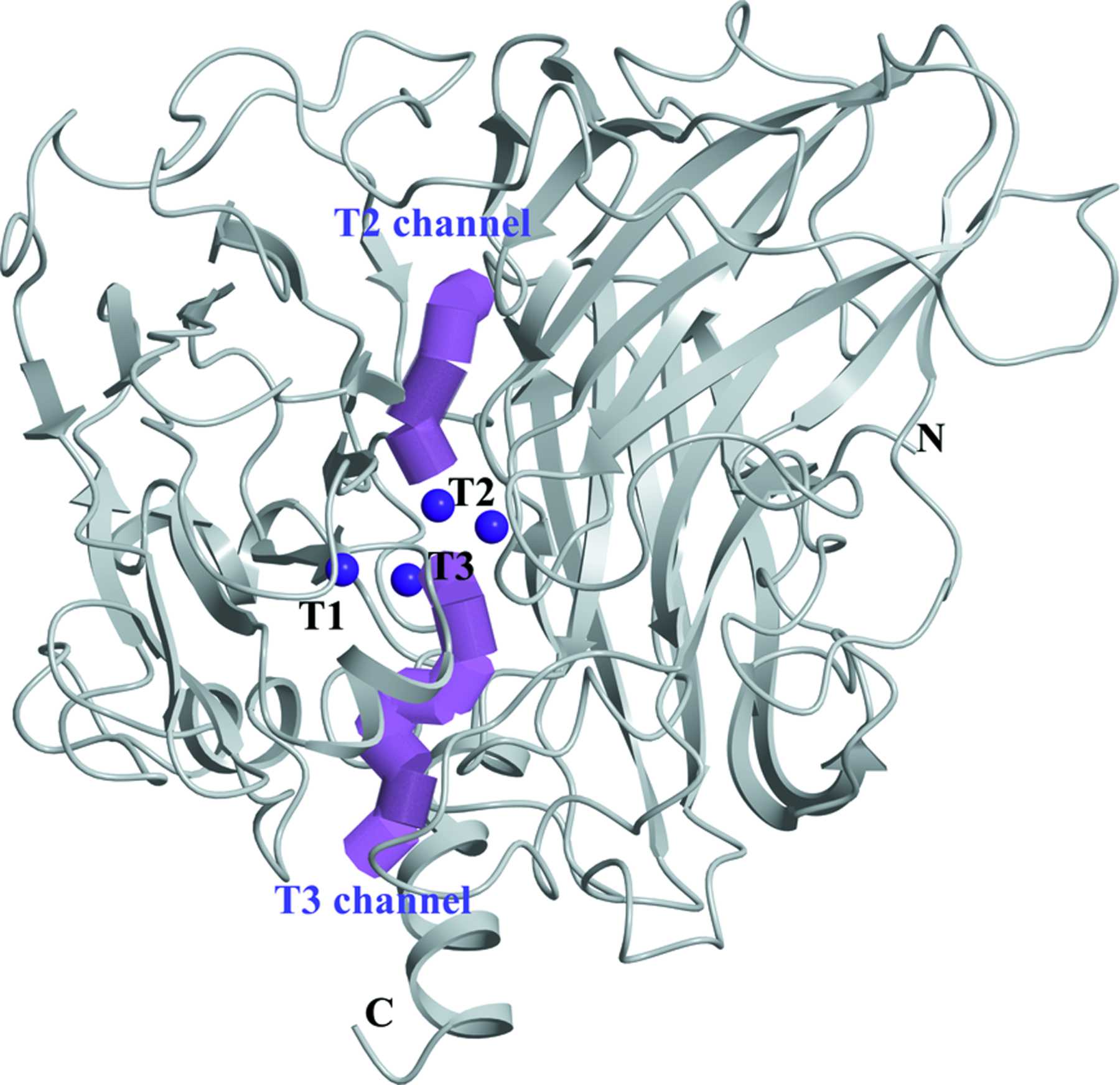 (IUCr) The subatomic resolution study of laccase inhibition by chloride ...