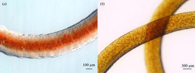 [Figure 5]