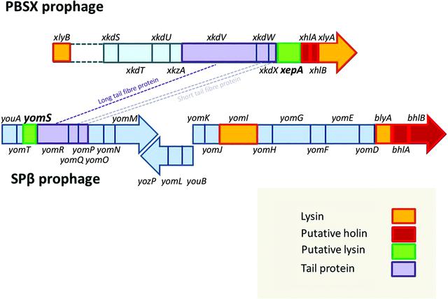 [Figure 1]