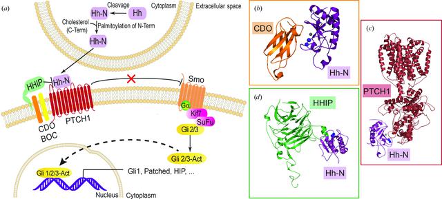 [Figure 1]