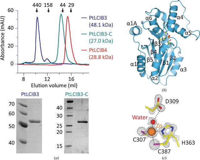 (IUCr) Structural And Biochemical Characterization Of Novel Carbonic ...