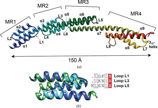 (IUCr) Novel structure of the N-terminal helical domain of BibA, a ...