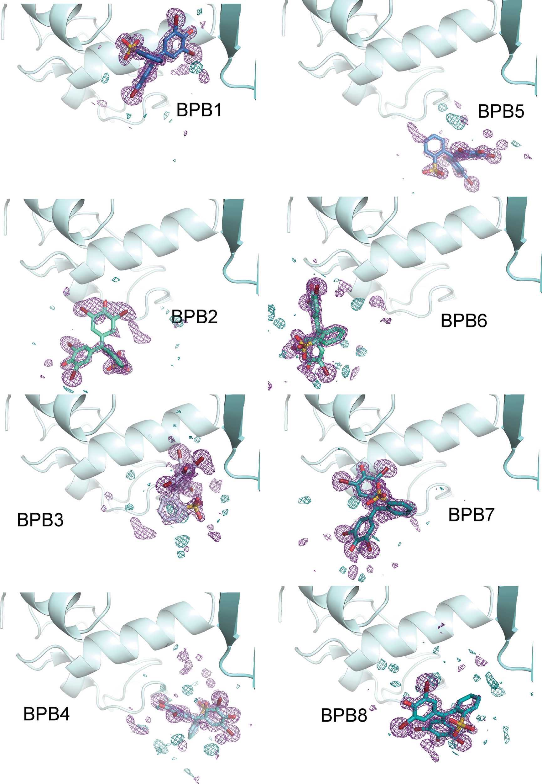 (IUCr) Lysozyme crystals dyed with bromophenol blue: where has the dye ...