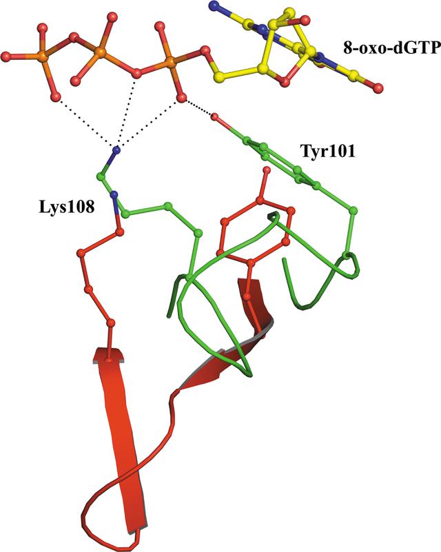 (IUCr) Plasticity, ligand conformation and enzyme action of ...
