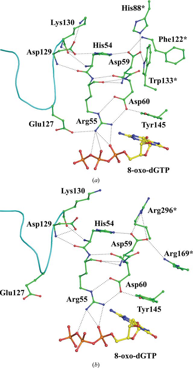 (IUCr) Plasticity, ligand conformation and enzyme action of ...